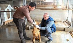 Gönyeli–Alayköy barınağında 104 can dostu güvenle yaşamını sürdürüyor