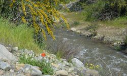 Lefke’de doğa canlandı: Gemikonağı göleti ve dere manzarası ziyaretçi akınına uğruyor