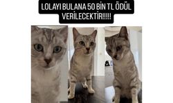 Yenikent’te kayıp kedi alarmı: Lola için 50 bin TL ödül