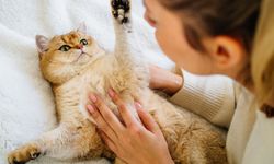 Kediler erkeklere daha fazla miyavlıyor olabilir: Yeni araştırma dikkat çekti