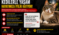 Kedilerle yaşamak: Bir dostluktan çok daha fazlası
