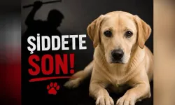 Sipahi'de köpeğin elektrik direğine asılarak öldürülmesiyle ilgili 1 kişi tutuklandı