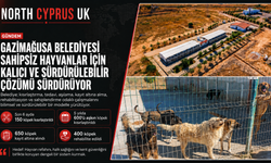 Gazimağusa Belediyesi’nden sahipsiz hayvanlar için kalıcı çözüm odaklı çalışma