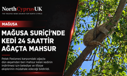 Mağusa Suriçi’nde kedicik 24 saattir ağaçta mahsur