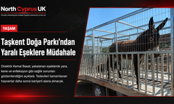 Taşkent Doğa Parkı’ndan yaralı eşekler için sağlık kontrolü
