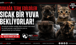 Anneleriyle birlikte sokağa terk edilen minik yavrular sıcak bir yuva bekliyor