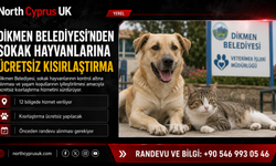 Dikmen Belediyesi’nden sokak hayvanlarına ücretsiz kısırlaştırma hizmeti