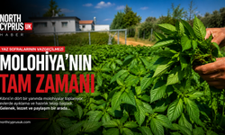Molohiyanın tam zamanı: Kıbrıs’ta evlerde ayıklama telaşı başladı