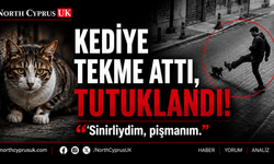 Kediye tekme atan şahıs tutuklandı: “Sinirliydim, pişmanım”