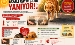 Altın Patiler Derneği'nden sıcak asfalt uyarısı: Patiler yanabilir