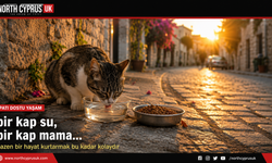 Bir kap su, bir kap mama... Bazen bir hayat kurtarmak bu kadar kolaydır