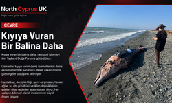 Bir balina daha kıyıya vurdu!