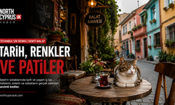 Balat’ın renkli sokaklarının sessiz sakinleri: Kediler