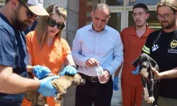 Lefkoşa Barınağı’ndaki hayvanlara sağlık kontrolü