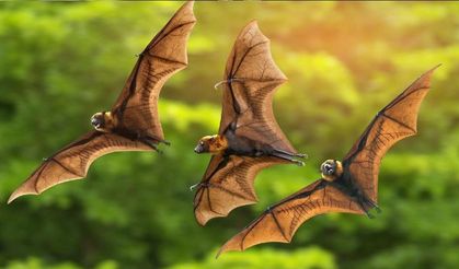 Yarasaların azalmasıyla bebek ölümlerinin ilişkili olduğu ortaya çıktı