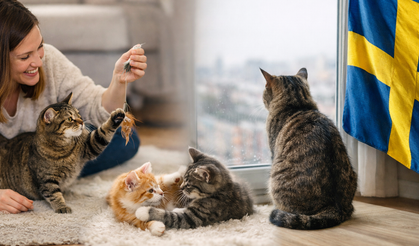 Kediler için “Yalnızlık yasağı” mı? İsveç’te gündem olan iddia