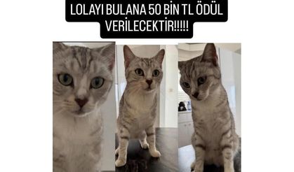 Yenikent’te kayıp kedi alarmı: Lola için 50 bin TL ödül