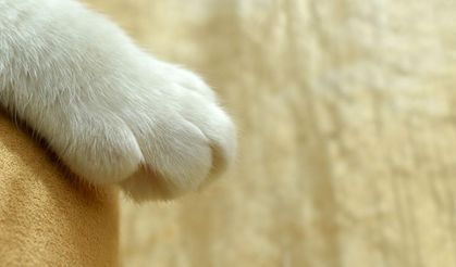 Alayköy’de şüpheli zehirlenme iddiası: kediler tehlikede