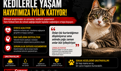Kedilerle yaşamak: Bir dostluktan çok daha fazlası