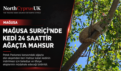 Mağusa Suriçi’nde kedicik 24 saattir ağaçta mahsur