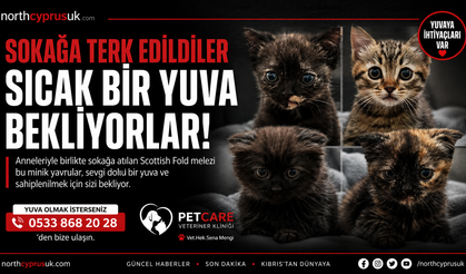 Anneleriyle birlikte sokağa terk edilen minik yavrular sıcak bir yuva bekliyor