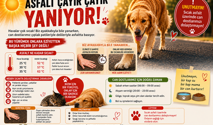 Altın Patiler Derneği'nden sıcak asfalt uyarısı: Patiler yanabilir