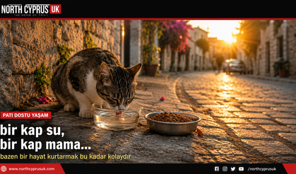 Bir kap su, bir kap mama... Bazen bir hayat kurtarmak bu kadar kolaydır