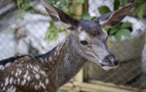 Yaralı bulunan yavru "Bambi"ler tedavilerinin ardından doğaya salınacak