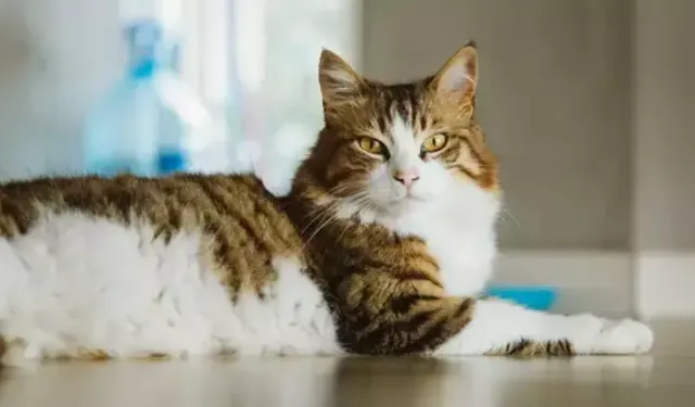 Kedisi sayesinde hapse girmekten kurtuldu