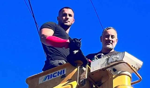 Telefon direğinde mahsur kalan kedi kurtarıldı