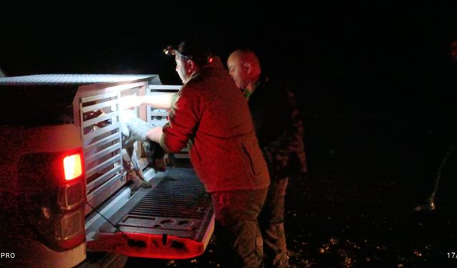 Veteriner dairesi, 361 köpeğin mikroçip/kayıt kontrolünü yaptı