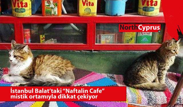 Kedi severlerin mekânı