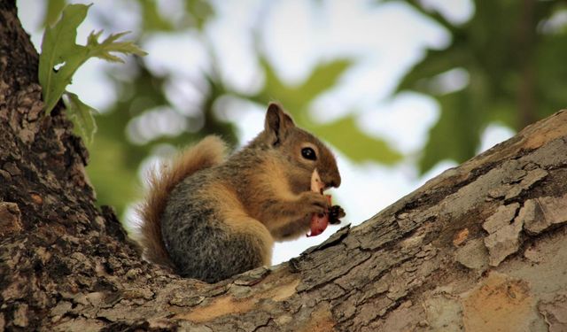 Japonya yüzlerce sincabı itlaf etmeye karar verdi