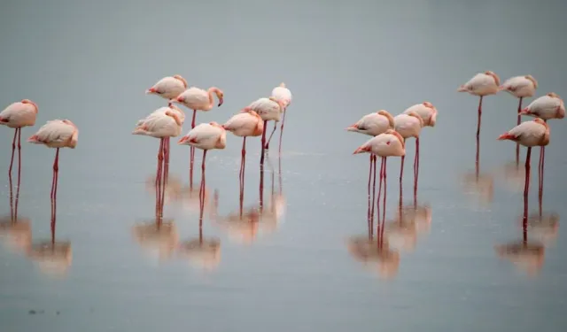 Flamingolar Larnaka Tuz Gölü’nde görsel şölen oluşturuyor