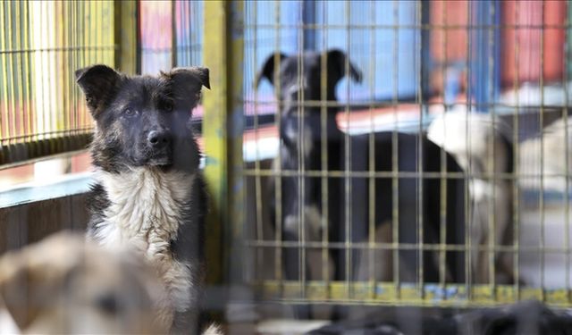 66 barodan ortak açıklama: Katliam ve esaret hukuka aykırı kanunlarla meşrulaştırılamaz