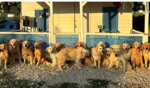 İngiltere'de bir yardım kuruluşu Türkiye'deki sokak köpekleri için 'kurtarma projesi' yürütüyor