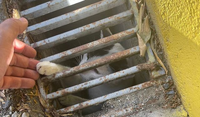 Toby'nin duyarlılığı Barni’yi hayata bağladı: Girne’de minik bir can kurtarıldı