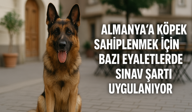 Almanya’da köpek sahiplenmek için bazı eyaletlerde sınav şartı uygulanıyor