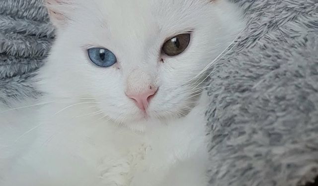 Doğuş Derya’nın 3,5 aylık kedisi Mastika kayboldu: “Çok endişeliyim”