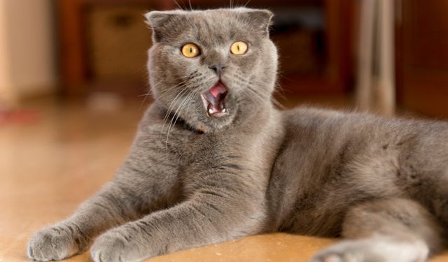 Araştırma: Kediler erkeklere daha fazla miyavlıyor