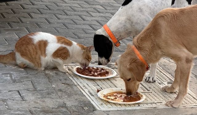 Danıştay’dan ‘Sahipsiz ve tehlike arz eden hayvanlar’ genelgesine iptal