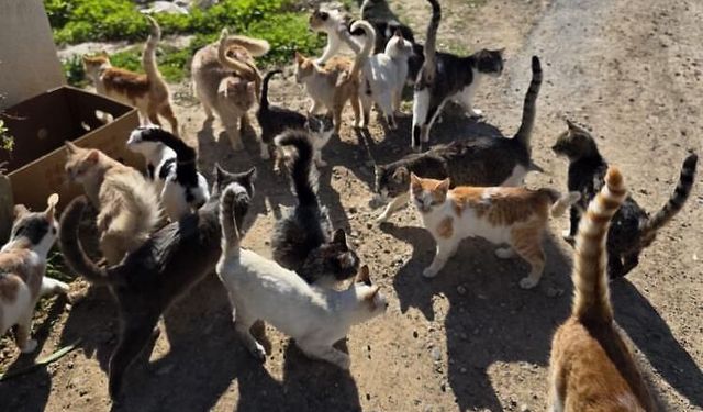 İskele’de sahipsiz kediler için acil yardım çağrısı