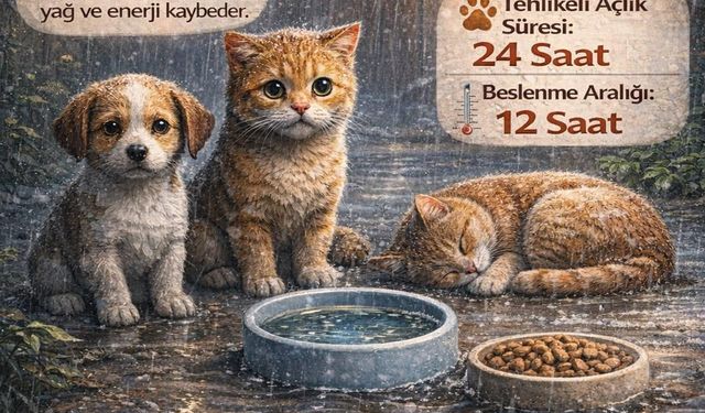 Altın Patiler’den yağmurlu ve soğuk havalarda sokak hayvanları için hayati çağrı