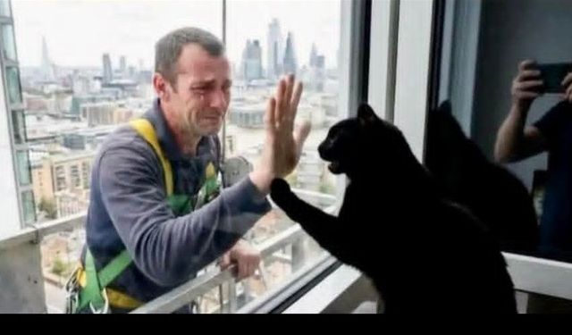 Bir fotoğraf, binlerce duygu: Viral olan kedi hikâyesi ne kadar gerçek?