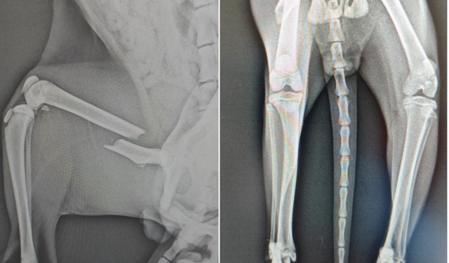 Yaralı kedi limon için acil destek çağrısı