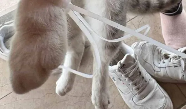 Aslanköy’de kedinin ayağına plastik kelepçe takılmış şekilde bulundu!