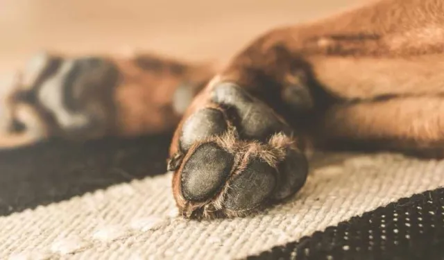 Köpeğine işkence etti, tutuklandı!