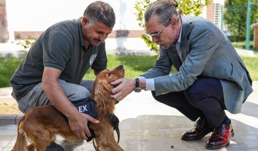 Erdal Beşikçioğlu yaşatmayı seçti! Sokak köpeklerini belediyede görevlendirdi