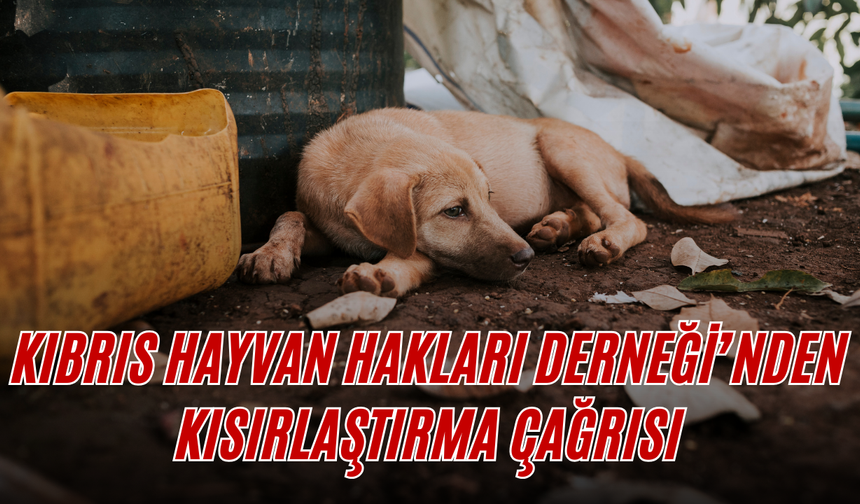 Kıbrıs Hayvan Hakları Derneği’nden Kısırlaştırma Çağrısı