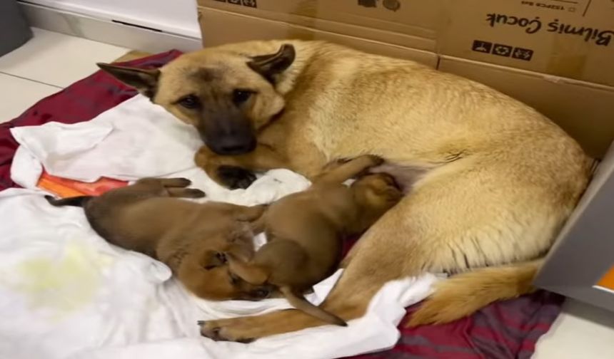 Soğukta bitkin düşen yavrusunu ağzında veteriner kliniği önüne getiren anne köpek, yürekleri ısıttı